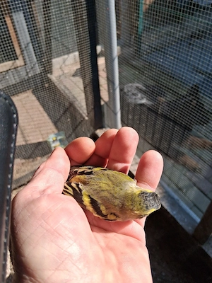 Erlenzeisige abzugeben  Bild 3