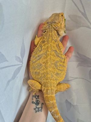 citrus linie Bartagame NZ 