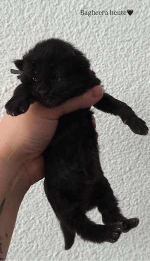 Maine Coon Kitten aus liebevoller Familie