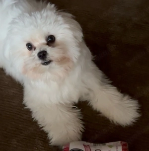 Ich verkaufe einen Welpen