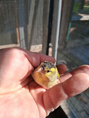 Erlenzeisige abzugeben  Bild 4