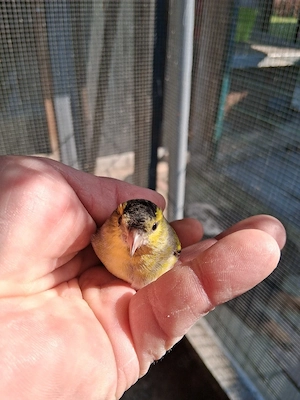 Erlenzeisige abzugeben  Bild 5