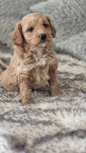 Maltipoo Welpen Pärchen