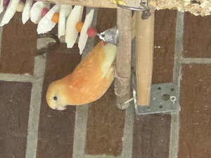 1.1 Singsittiche blutsfremd