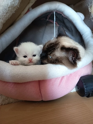 Birma- Perser Kätzcher