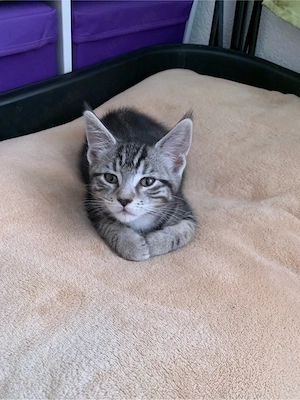 Maine-Coon-Mix Kater sucht liebevolles Zuhause