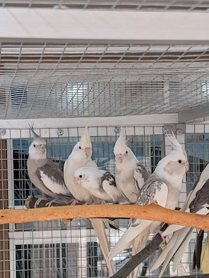 Nymphensittiche abzugeben 