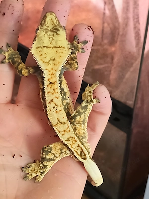 Kronengecko 1.0 Pinestripe Extreme Harlekin 