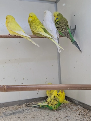 Schau Wellensittiche abzugeben  Bild 8