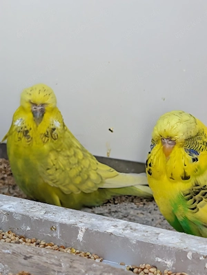 Schau Wellensittiche abzugeben  Bild 4