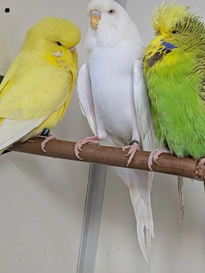 Schau Wellensittiche abzugeben  Bild 7