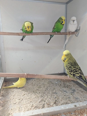 Schau Wellensittiche abzugeben  Bild 10