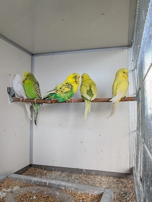 Schau Wellensittiche abzugeben  Bild 6