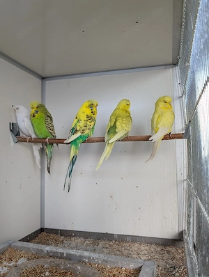 Schau Wellensittiche abzugeben  Bild 9