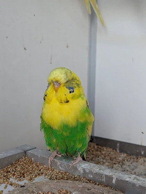 Schau Wellensittiche abzugeben  Bild 5