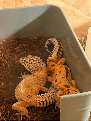 hallo verkaufe hier meine leopardgeckos 