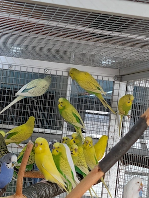 Wellensittiche abzugeben 