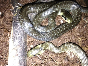 Äskulapnatter, Zamenis longissimus  NZ 2025