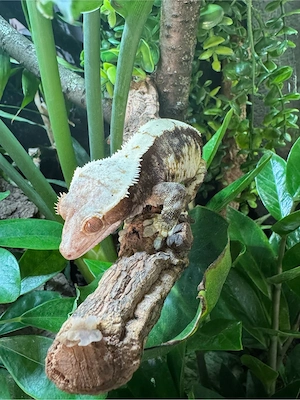 Exo terra 90x45x45 mit 0.1 Kronengecko