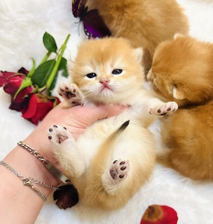 Reinrassige BKH Kitten von Champion Eltern 