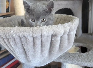 Britisch Kurzhaar Kitten 