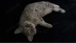 britische Kurzhaarkatze