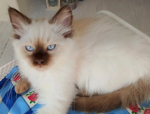 Heilige Birma Kitten chocolate und red point (Fellfarbe weiß) Mix Perser Neva