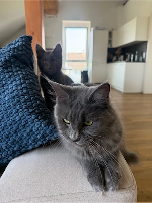 Maine Coon  Kitten abgabebereit einmaliger privater Wurf