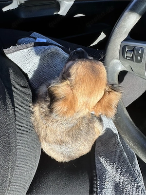 chihuahua hündin 11 wochen