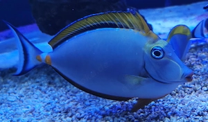 Meerwasser Naso elegans 