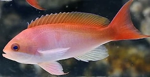 Meerwasser Flammen Fahnenbarsche 