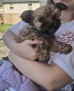 Yorkshire Terrier Welpe Rüde Mini