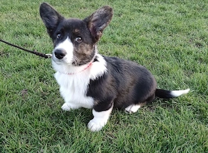 Welsh Corgi Rüde - 4 Monate alt - 