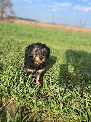 Yorkshire Welpen Brüder 