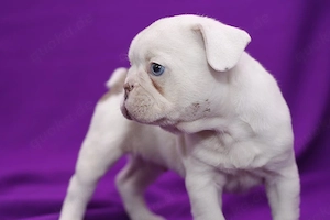 Bezaubernde Französische Bulldoggen-Welpen suchen ein liebevolles Zuhause 