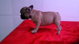 Unsere liebevollen Französische-Bulldoggen-Welpen sind bereit, ihr Für-immer-Zuhause zu finden! 