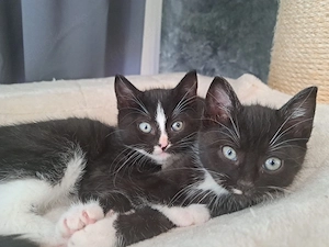 Pflegekitten Albert und Silly suchen Traumzuhause