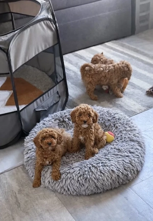 Toypudel Welpen Reinrassig 