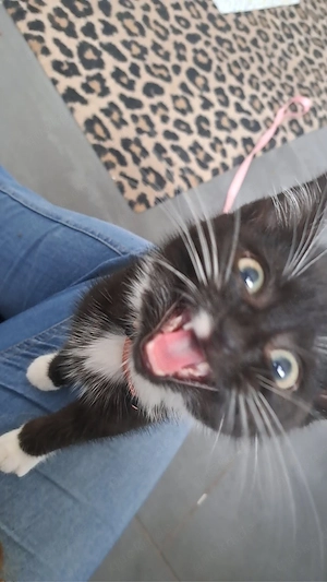 Pflegekitten Albert sucht Traumzuhause! Bild 4