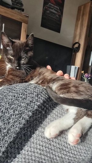 Pflegekitten Albert sucht Traumzuhause! Bild 5