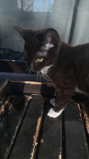 Pflegekitten Albert sucht Traumzuhause! Bild 3