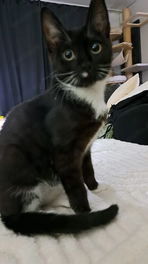 Pflegekitten Albert sucht Traumzuhause! Bild 2