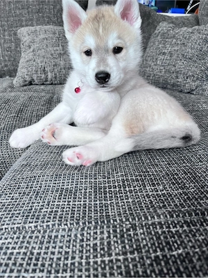 4 Husky welpen Rüden