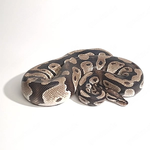 Königspython OD 1.0