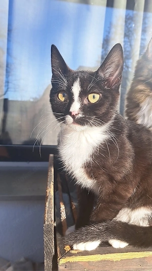 Pflegekitten Silly sucht Traumzuhause