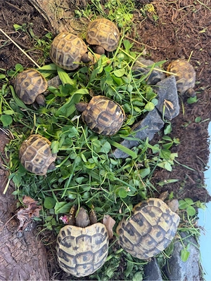 Nachzucht, griechische Landschildkröten