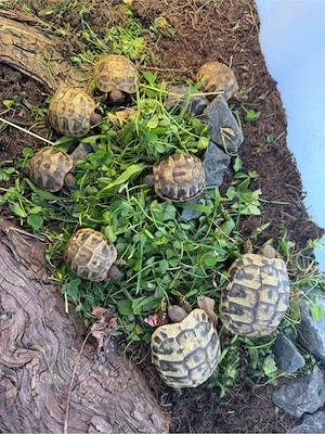 Nachzucht Griechische Landschildkröten 