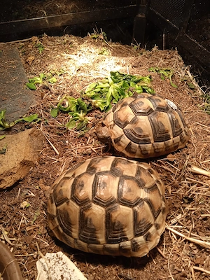 Griechische Landschildkröten