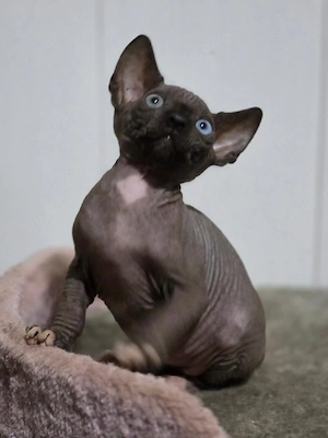 sphynx kitten mit Stammbaum