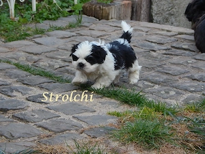 Shih Tzu Mix Welpen suchen liebevolles Zuhause